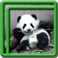 niedlichen Panda Live-Wallpape