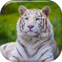 Tigre Branco Papel de Parede