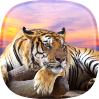 Tiger Live Wallpaper Wild Animal Background