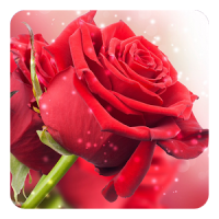 Rose rouge Fond Animé