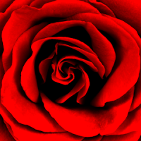 Roses Photo Collage Editor
