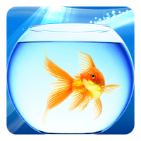 Goldfisch Live Hintergrund