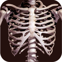 Bones Humano 3D (anatomia)