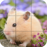 Puzzle - hamster bonitos