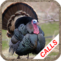 Turkey hunting calls