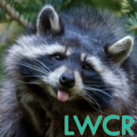 raccoon live wallpaper