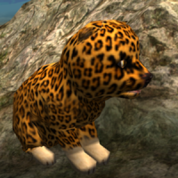 réal léopard cub simulateur
