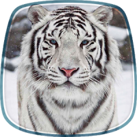 Tigre Blanco Fondo Animado