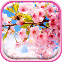 Kirschblüte Live Hintergrund