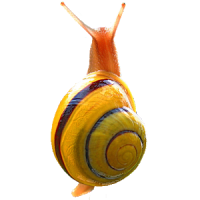 Snail simulator
