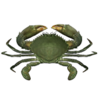 Crab simulator