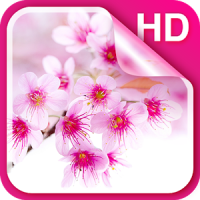 Sakura Live-Hintergrund