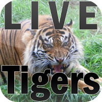 Straubing Livetigers