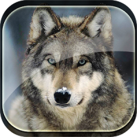 Wolf Live Wallpaper HD