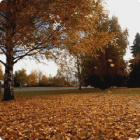 Falling Leaves Live Wallpaper2