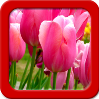Tulips Live Wallpapers