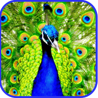 Peacock Live Wallpaper