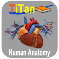 Guide de l'anatomie humaine