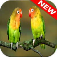 Parrot Wallpapers