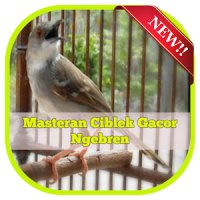 Masteran Ciblek Gacor Ngebren