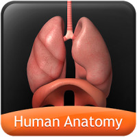 HumanAnatomy-RespiratorySystem