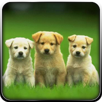 Pet Dog Simulator-Puppy Game