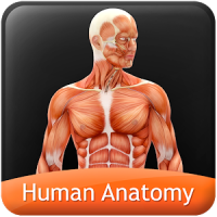 HumanAnatomy-MuscularSystem