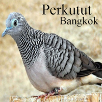 Kicau Perkutut Bangkok