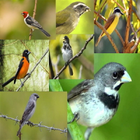 Todos Cantos Pássaros Brasileiros