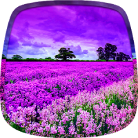 Naturaleza Púrpura Fondo