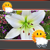 Easter Lily Clock And Weather