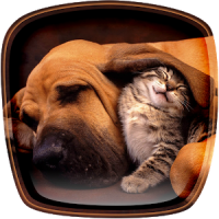 Cats and Dogs Live Wallpaper
