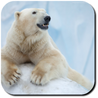 Polar Bear Wallpapers