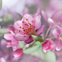 Cherry Blossom Live Wallpaper