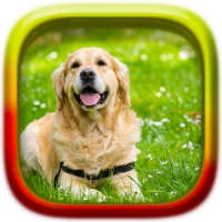 Animales Puzzle: Perros