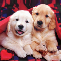 Puppies Live Wallpaper Cute Puppy Pictures