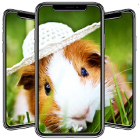 Hamster Wallpapers