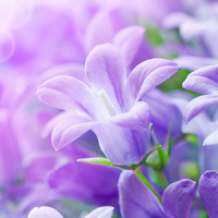 Flores lilás