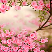 봄 꽃라이브 배경 화면