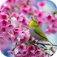 Sakura and Bird Live Wallpaper