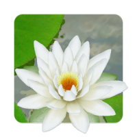 3D Lotus Pond Live Wallpaper