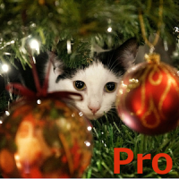 Advent Calendar Xmas Cats Pro