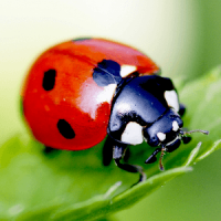 Ladybug Live Wallpaper