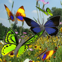 Butterfly animated color LWP!