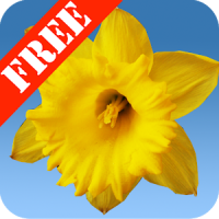 Daffodils Free Live Wallpaper