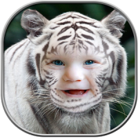 Tiger Photo Frames