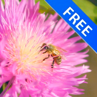 Happy Bee on a Pink Clover Flower