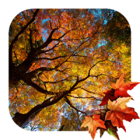 아름다운 가을 라이브 배경 화면