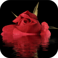 Red Rose In Water LWP