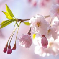 Japanese Flowers HD Wallpapers